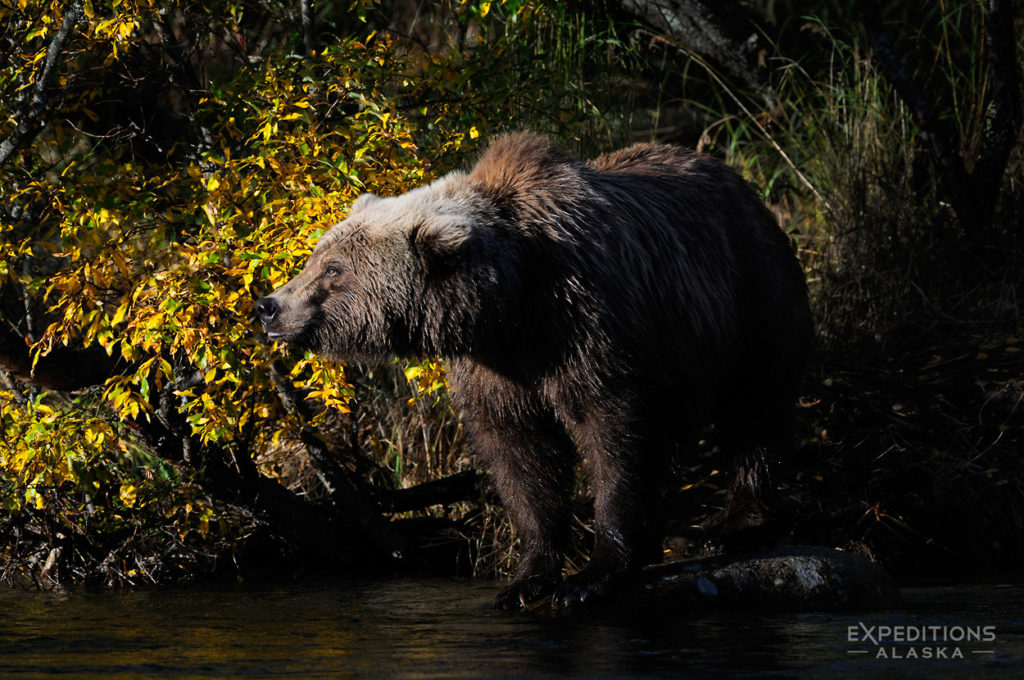 Alaska grizzly bear photo tours sidelit grizzly bear Katmai National Park, Alaska.