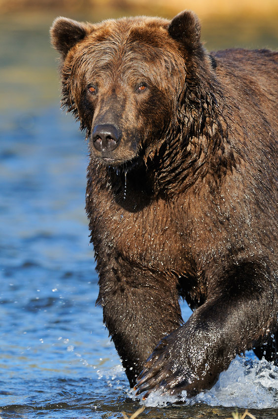 Alaska grizzly bear photo tours large adult bear Katmai National Park, Alaska.