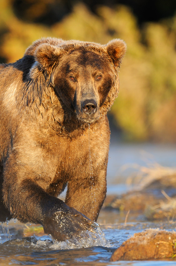 Grizzly bear photo tours Alaska Large adult male grizzly bear Katmai National Park, Alaska.