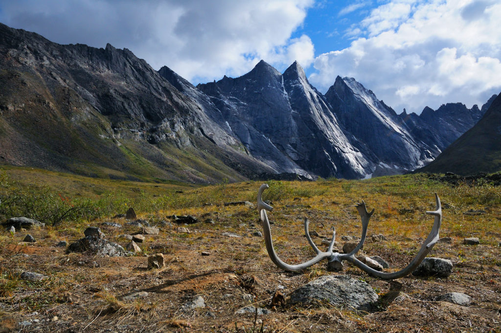Arrigetch Peaks backpacking trip The caribou antlers by the Maidens. Arrigetch Peaks, Gates of the Arctic National Park, Alaska.