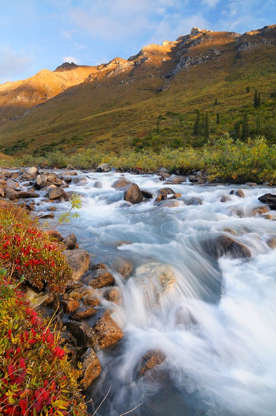Guided hiking trips Arrigetch Peaks Fall colors and morning light at Arrigetch Creek Gates of the Arctic National Park, Alaska.