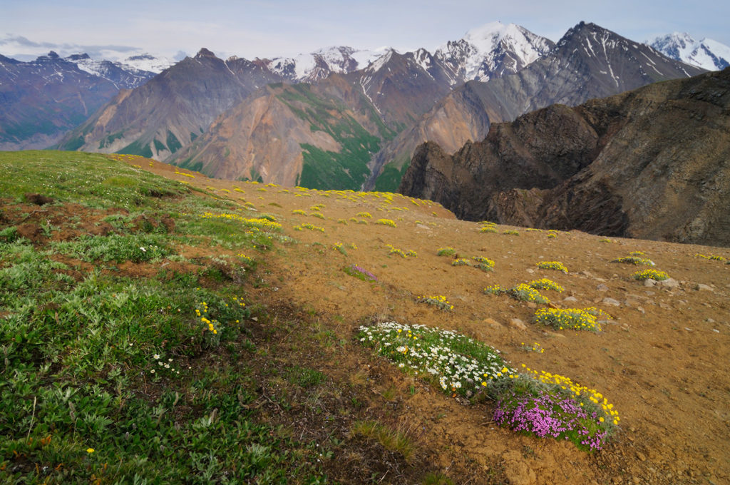 The view of University Range from Wolverine, Wrangell-St. Elias National Park Goat Trail backpacking trip, Alaska.