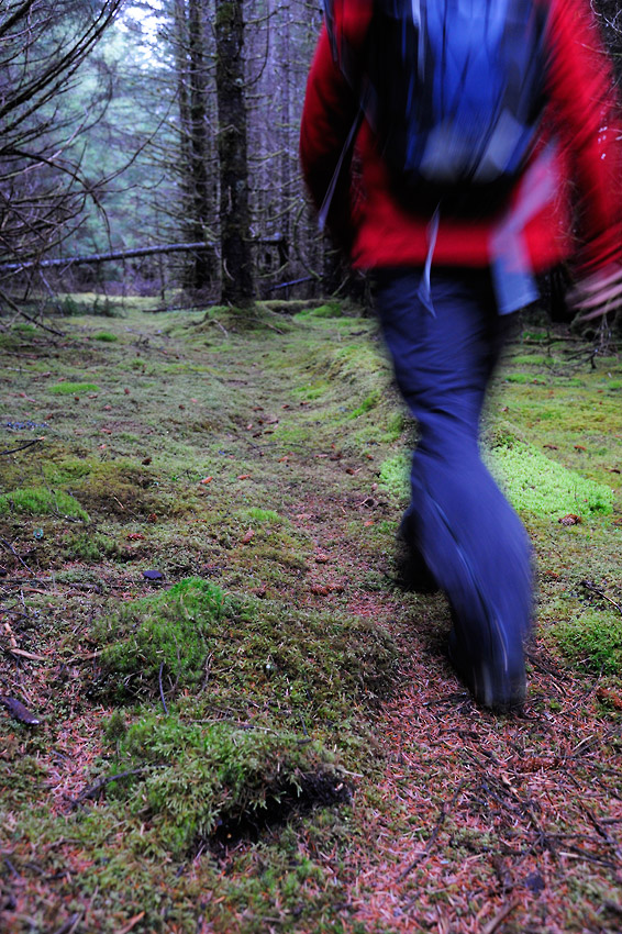 Alaska hiking trip bear trail in forest, Lost Coast Wrangell-St. Elias National Park.