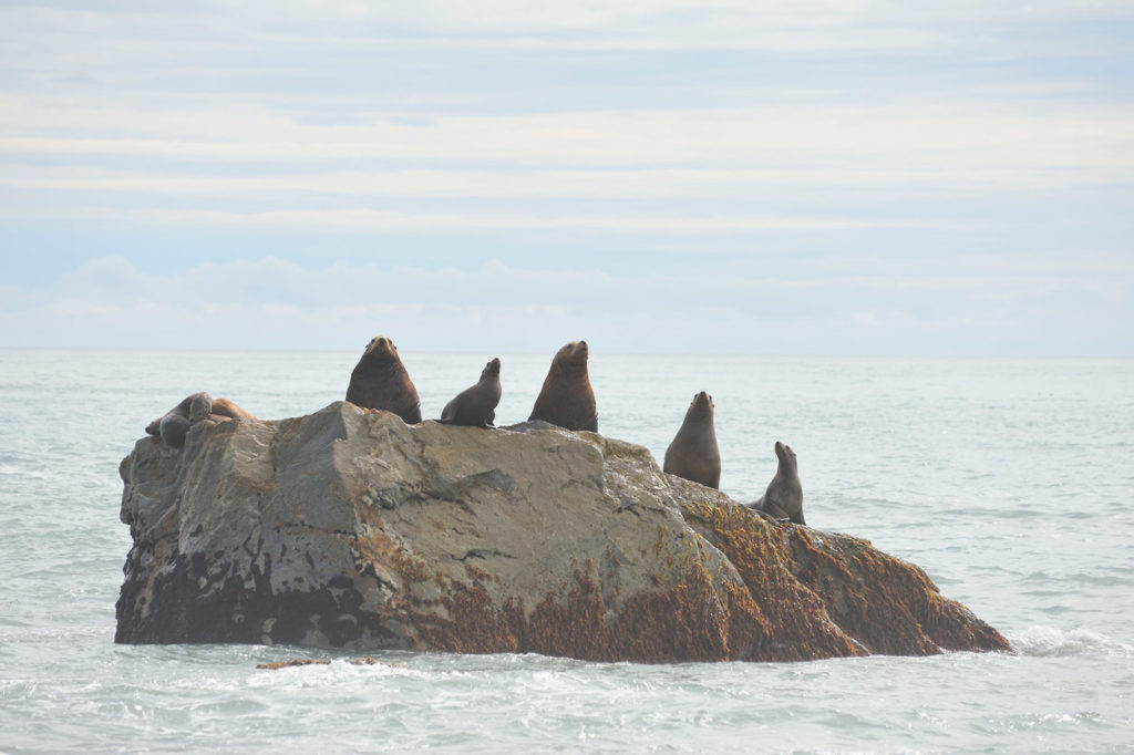 Steller Sea Lions on Lost Coast on our Malaspina Glacier and lost Coast backpacking trip, Wrangell-St. Elias National Park, Alaska.
