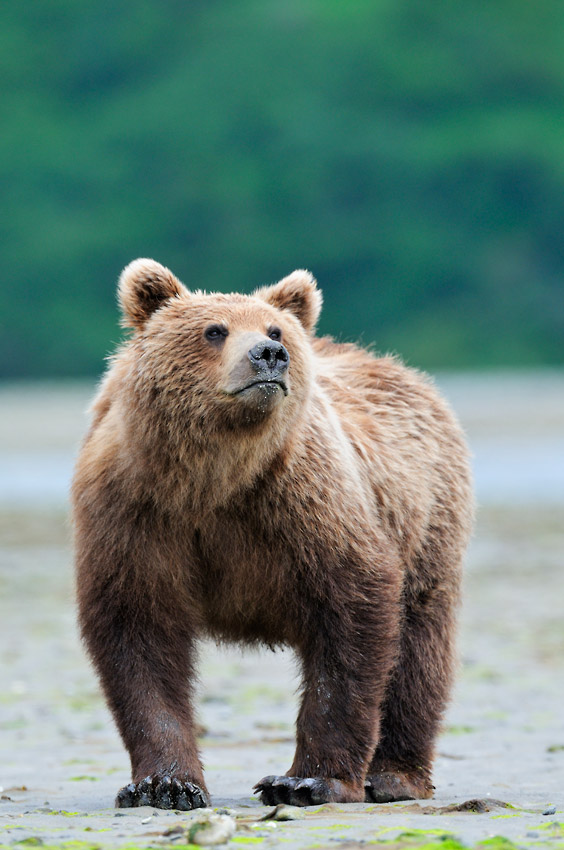 Alaska brown bear photo tour bear at Kukak Bay.