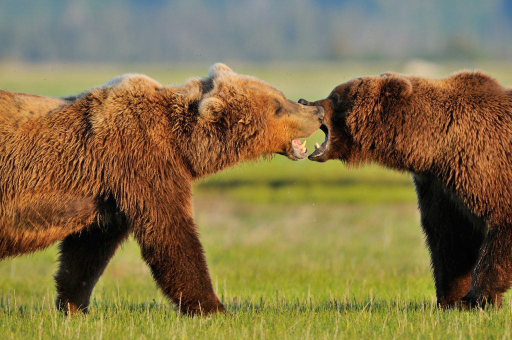 Alaska brown bear photo tour bears playing Katmai National Park Alaska.