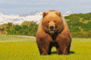 Alaska bear photo tours Alaska's coastal brown bear, Katmai National Park.