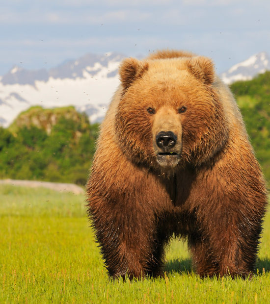 Alaska bear photo tours Alaska's coastal brown bear, Katmai National Park.