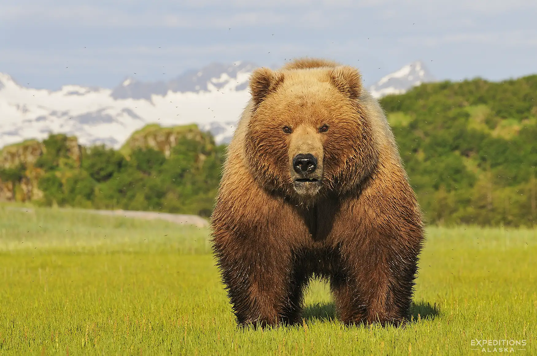 Alaska bear photo tours Alaska's coastal brown bear, Katmai National Park.
