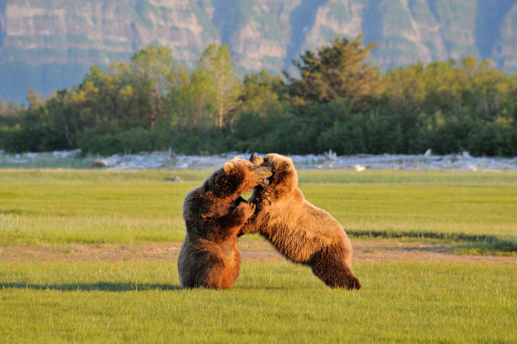 Brown bear photo tour bears wrestling Katmai National Park, Alaska.