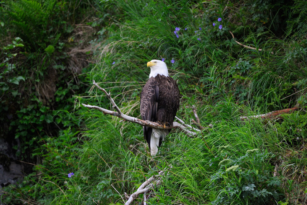 Alaska wildlife photo tour bald eagle photo Katmai National Park, Alaska.