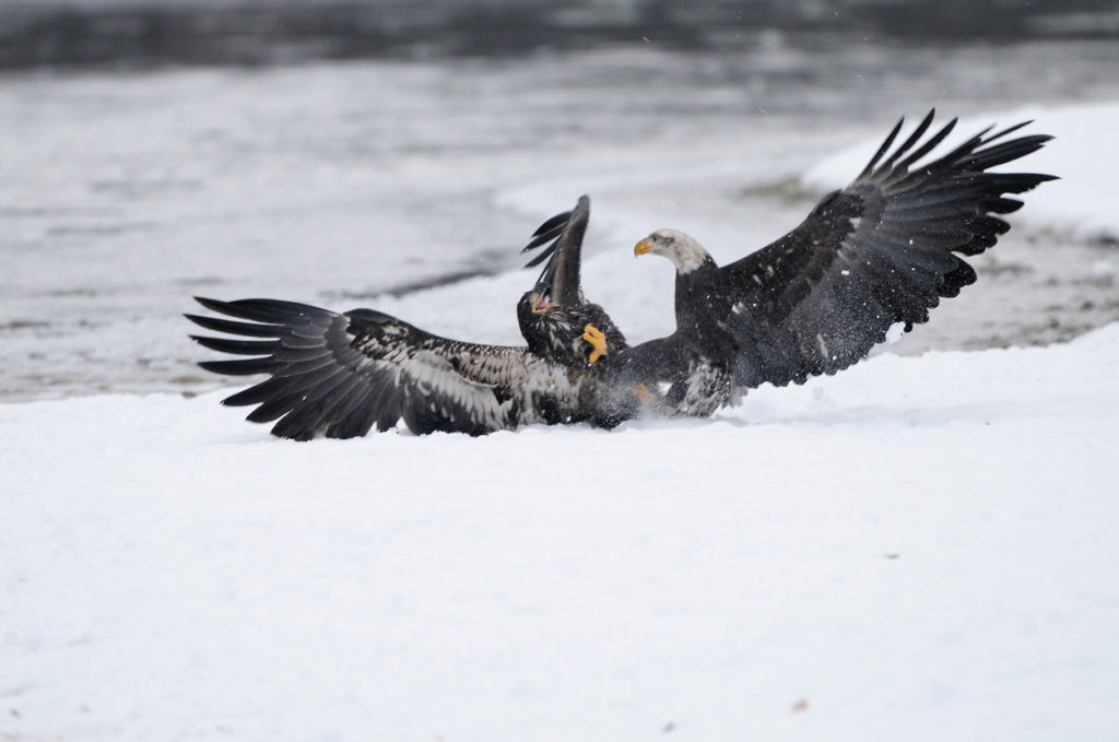 Alaska Bald eagles photo tour adult eagle attacks juvenile.