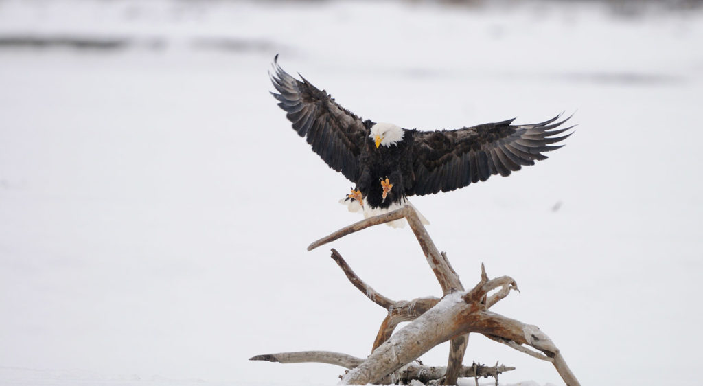 Bald eagles photo tour landing on a perch.