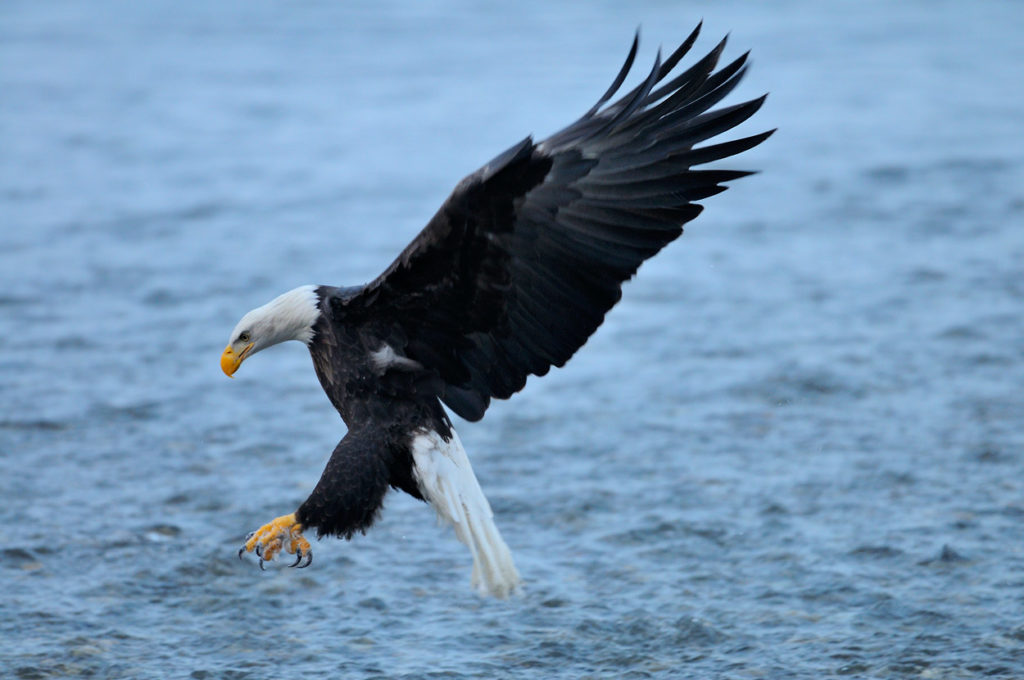 Eagle photo tour fishing for salmon.