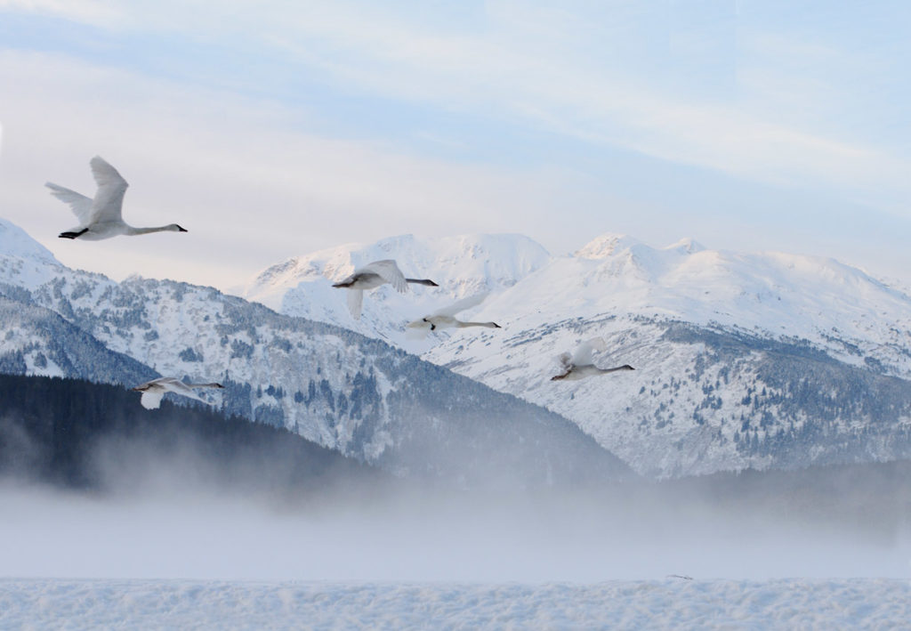 Bald eagles photo tour trumpeter swans flying by