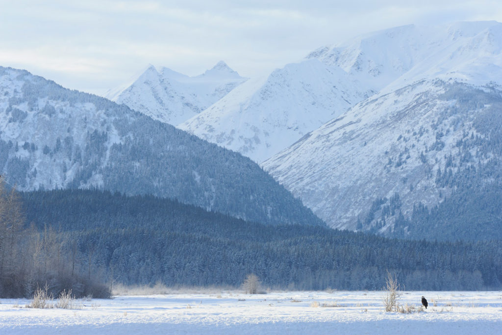 Bald eagles photo tour eagles and mountains.