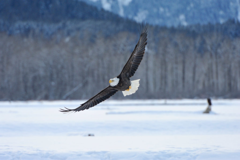 Bald eagles photo workshop eagle in soft light.