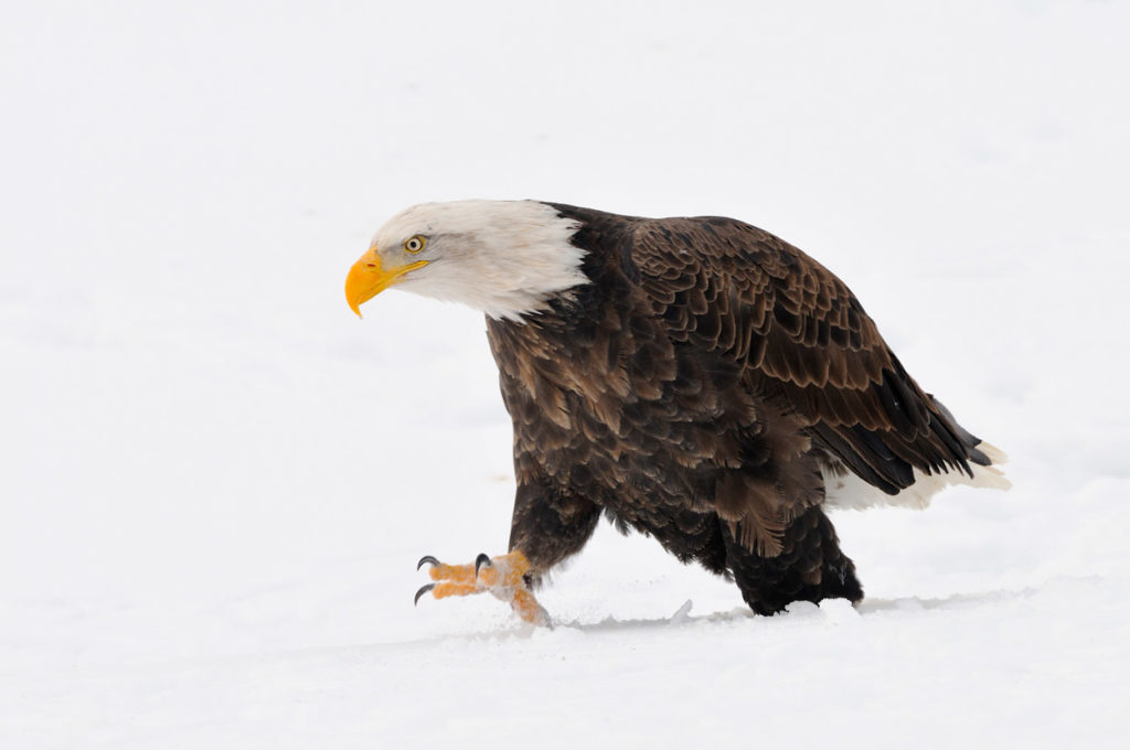 Bald eagles photo tour eagle walking in snow.