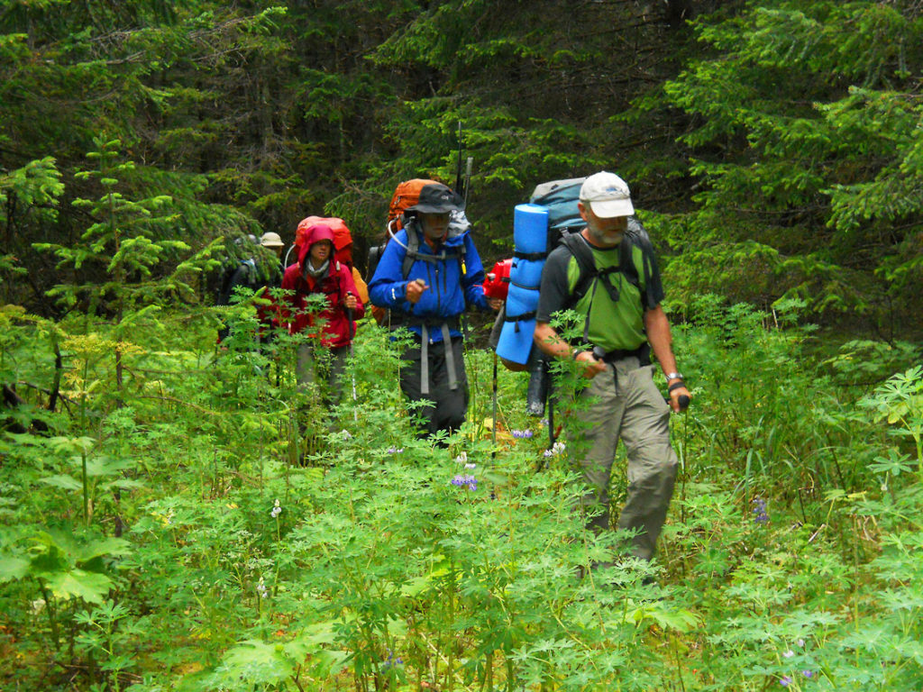 Backpacking through temperate forest, Malaspina Glacier backpacking trip, Wrangell-St. Elias National Park, Alaska.