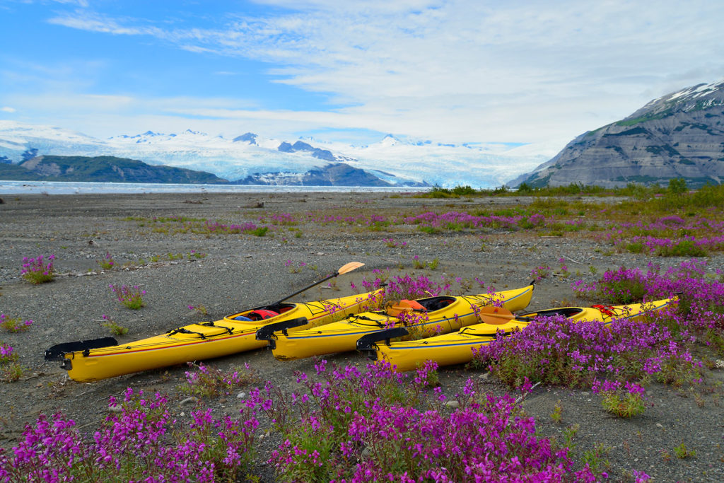 Icy Bay Sea kayaking trip Alaska Wildflowers and sea kayaks in Icy Bay, Wrangell-St. Elias National Park sea kayaking trip, Alaska.