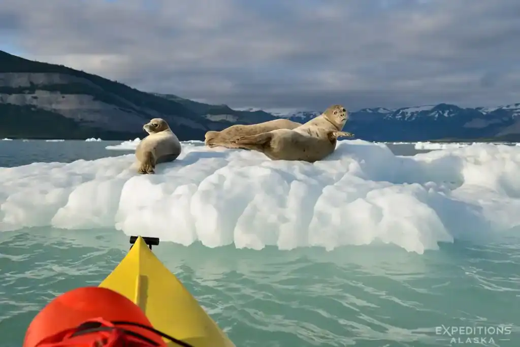 Sea kayaking in Icy Bay with Harbor seals on icebergs.