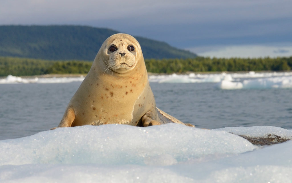 Icy Bay Sea kayaking adventure Curious harbor seal on ice floe in Icy Bay, Wrangell St. Elias National Park, Alaska sea kayaking trips.