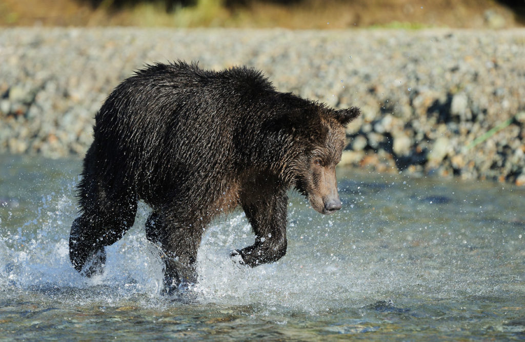 Alaska brown bear photo tour bear chasing salmon.