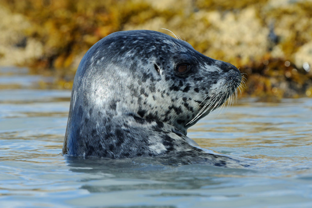 Alaska wildlife photo tour Harbor seal photo Katmai National Park, Alaska.