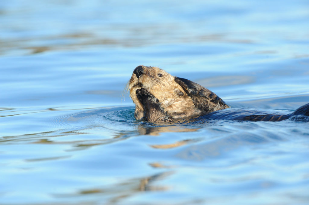 Alaska wildlife photo tour Sea otter photo Katmai National Park, Alaska.