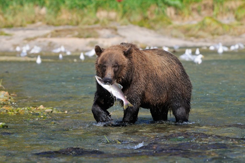 Alaska wildlife photo tour brown bear fishing for salmon, Katmai National Park, Alaska.