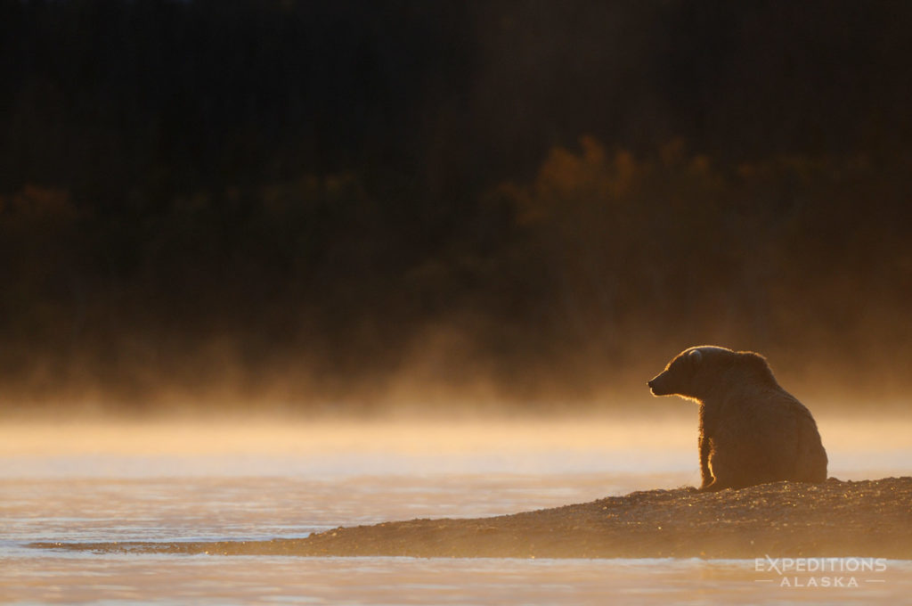 Grizzly bear photo tours Alaska backlit morning grizzly bear Katmai National Park.