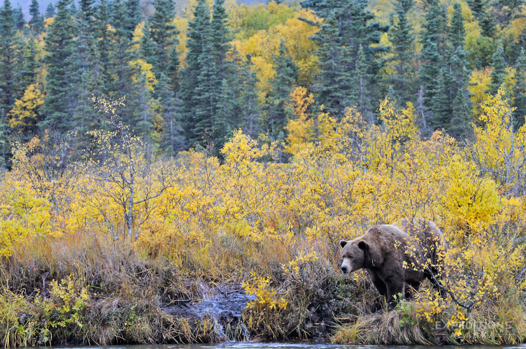 Alask bears photo tours grizzly bear fall colors forest Katmai National Park.