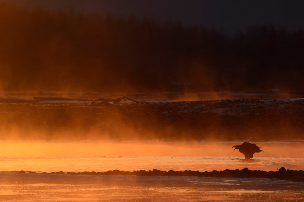 Bald eagles workshop photo tour at dawn light.