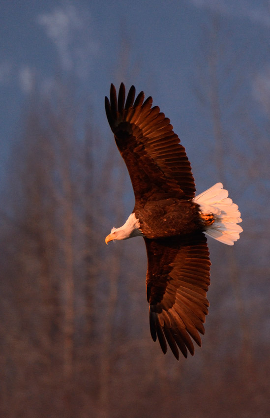 Bald eagles photo tour vertical shot.