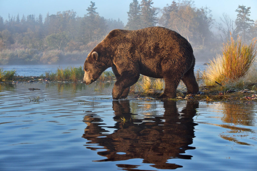 Grizzly bear photo tour picture of brown bear male Katmai National Park, Alaska.