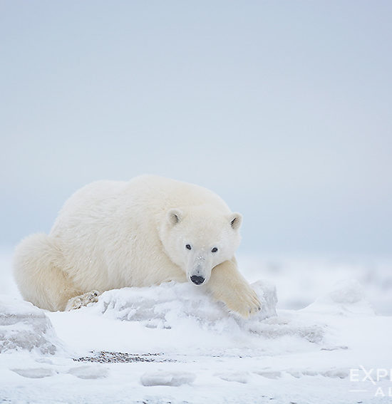 Juvenile polar bear lying on iceberg, ANWR, Alaska.