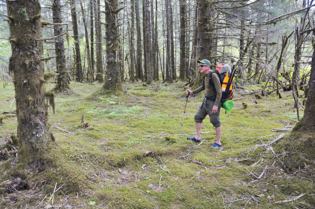 Hiking through forest on the Lost Coast backpacking trip Wrangell-St. Elias National Park, Alaska.