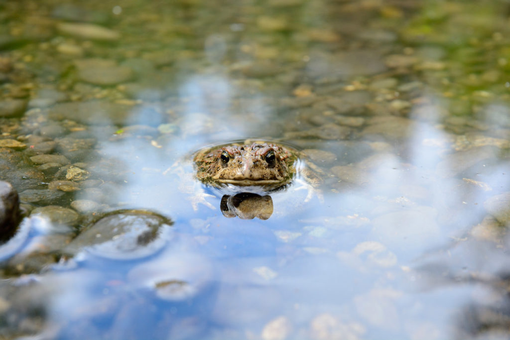 A toad in the forest, Wrangell-St. Elias National Park Lost Coast hiking trip, Alaska.