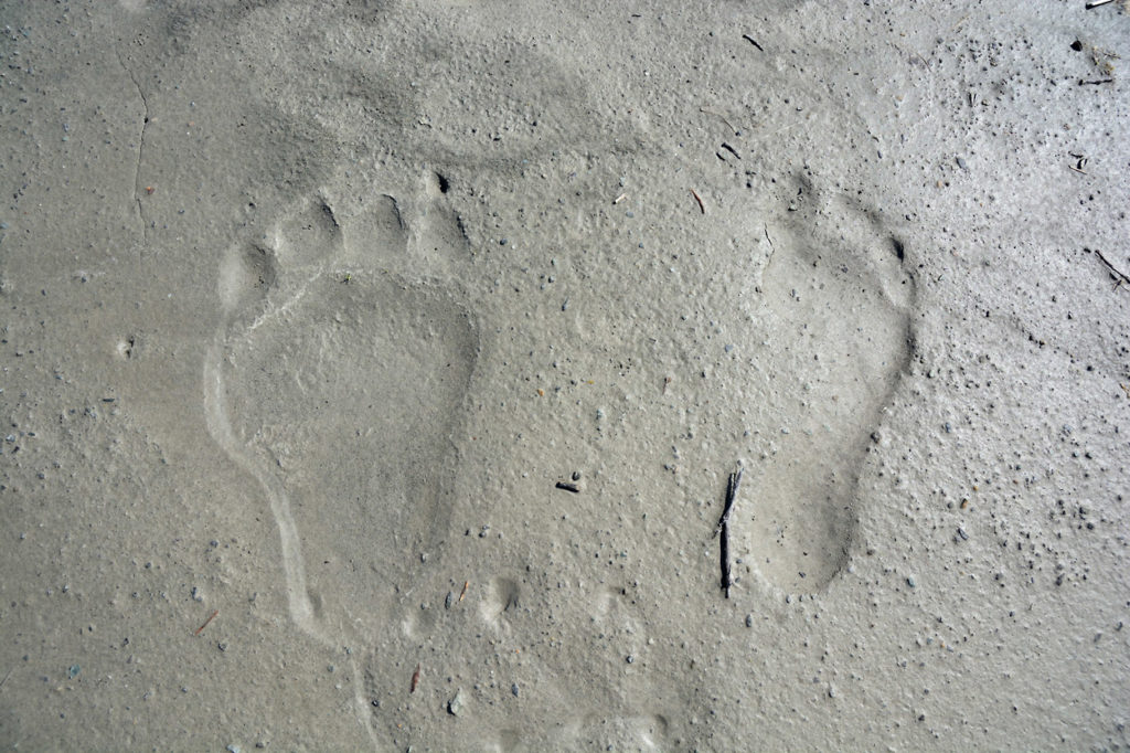 A grizzly bear footprint and a human footprint in the mud on the Lost Coast hiking trip, Wrangell-St. Elias National Park, Alaska.