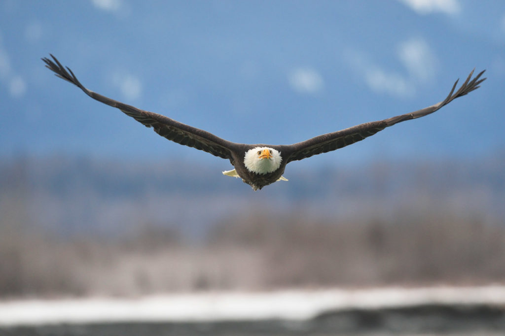 Bald eagles Alaska photo tour eagle coming towards me.