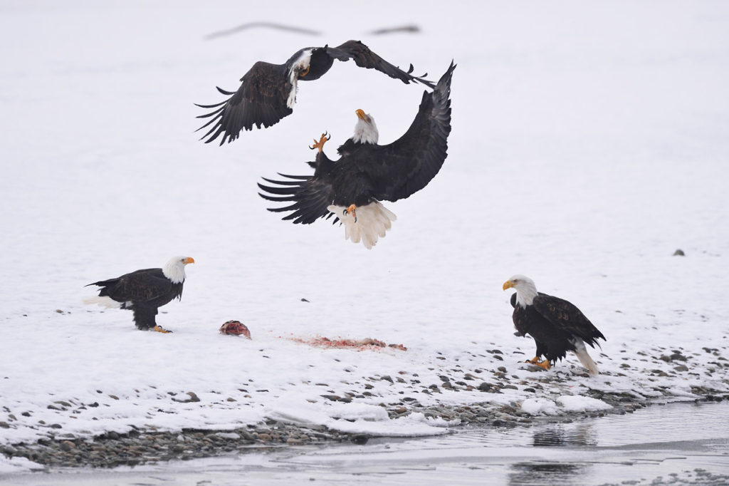 Bald eagle phototour eagles fighting.