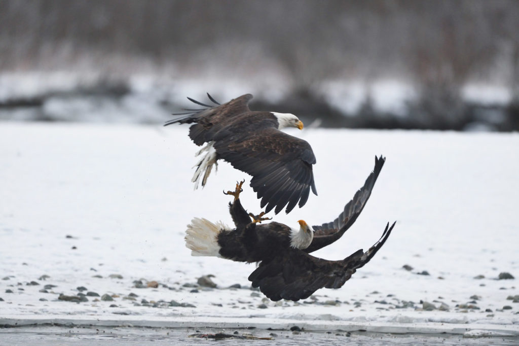 Bald eagles photo tour eagles fighting.