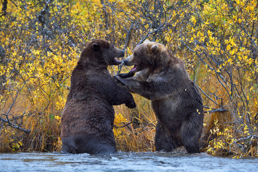 Alaska grizzlies photo tour Katmai National Park bears fighting.