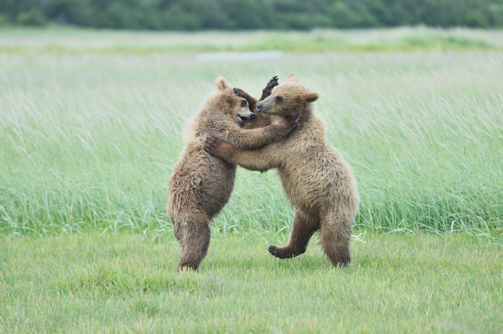 Alaska brown bear photo tour bear cubs wrestling Katmai National Park, Alaska.