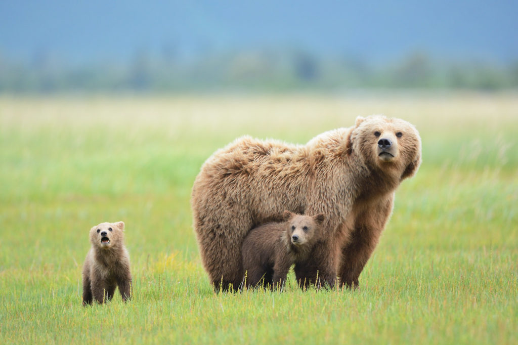 Alaska wildlife photo tour brown bear sow with spring cubs Katmai National Park Alaska.