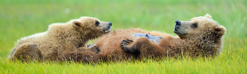 Alaska bear photo tours brown bear sow nursing cubs Katmai National Park Alaska.