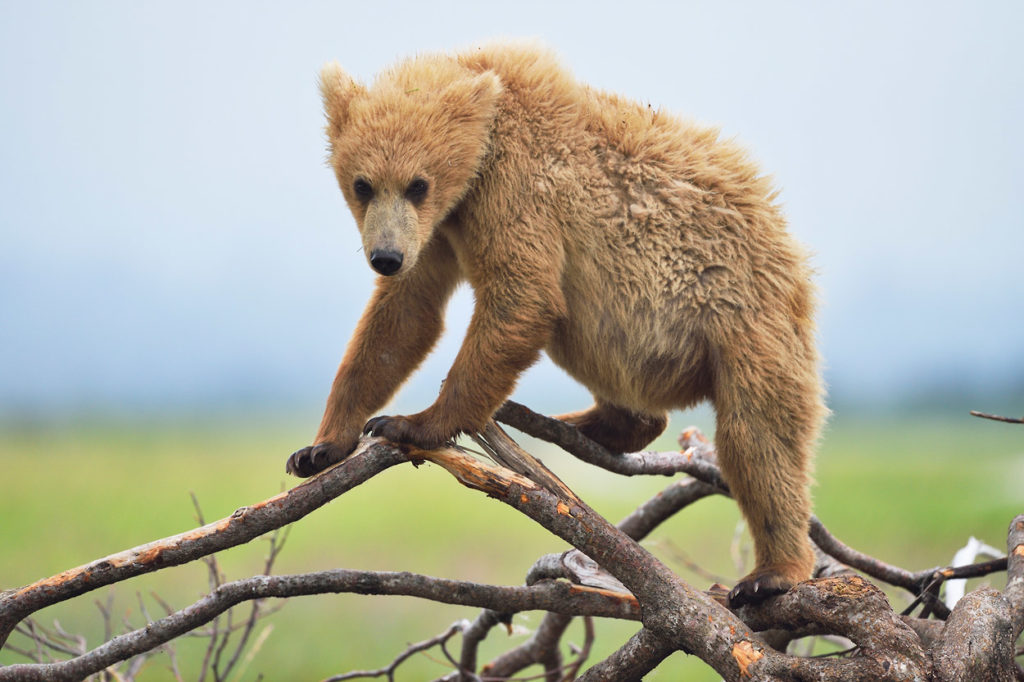 Alaska brown bear photo tour bear cub climbing on tree Katmai National Park.