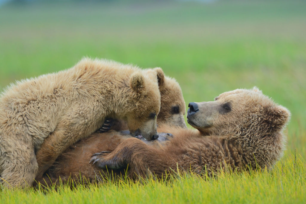 Alaska brown bear wildlife photo tour bear mother nursing cubs Katmai National Park, Alaska.