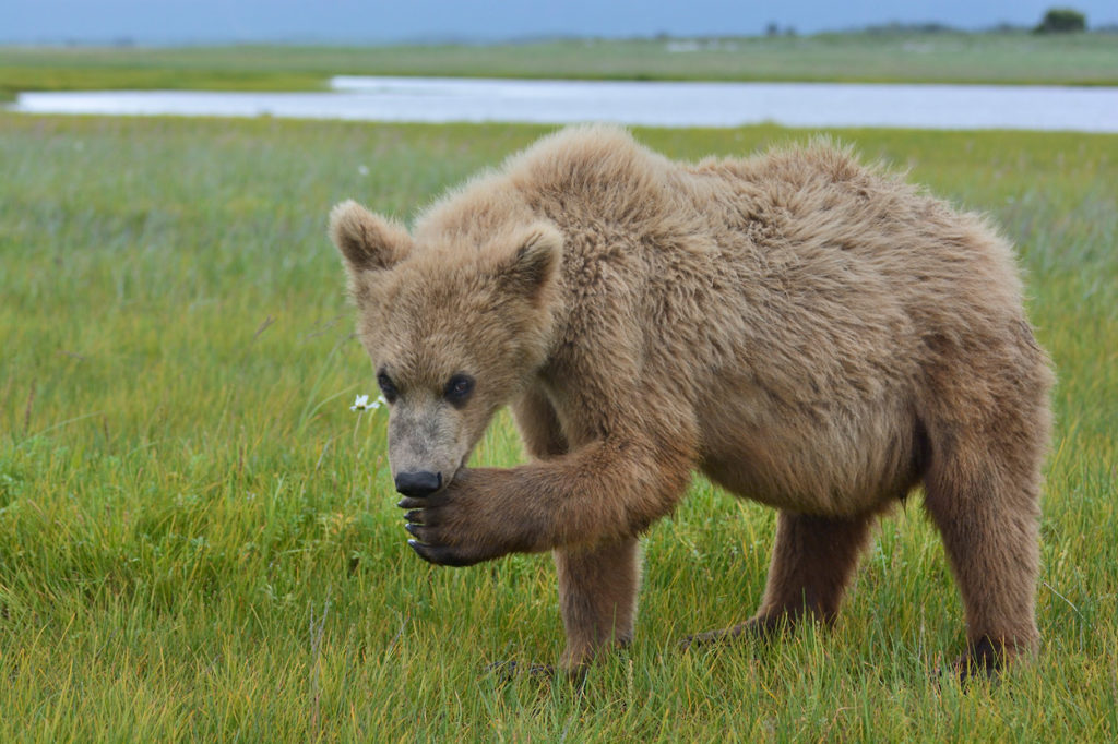 Alaska wildlife photo tour bear cub Katmai National Park, Alaska.