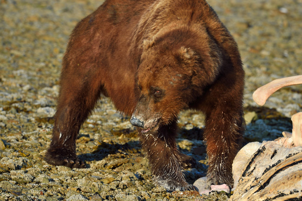 Alaska wildlife photo tour brown bear feeding on whale carcass Katmai Coast.